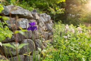Purple flower in front of a stone wall