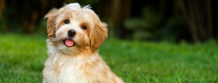 Best Pet Friendly Hotels in Maine